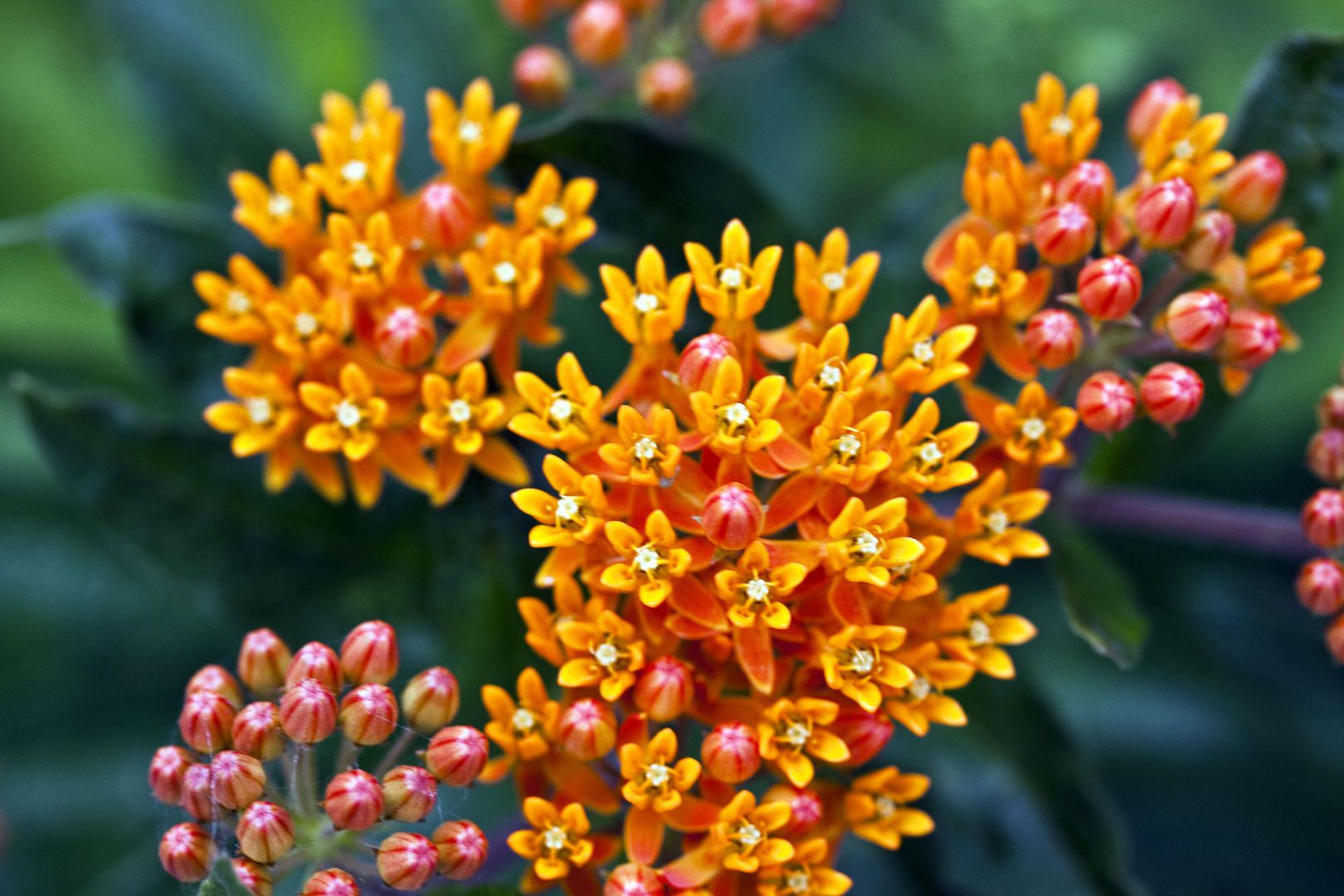 Wildflower Seed